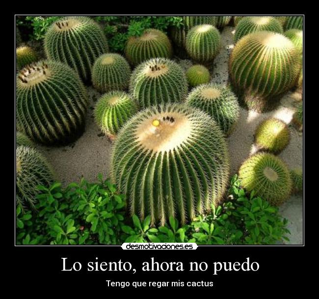 Lo siento, ahora no puedo - Tengo que regar mis cactus