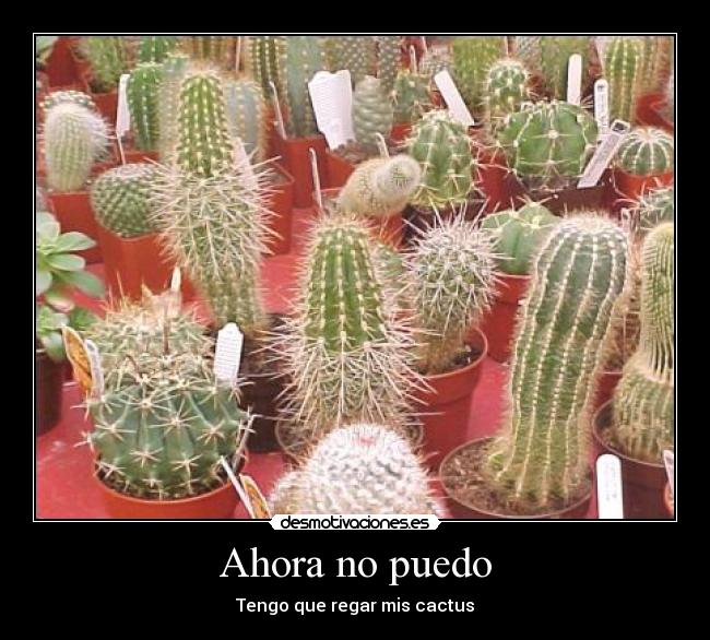 Ahora no puedo - Tengo que regar mis cactus