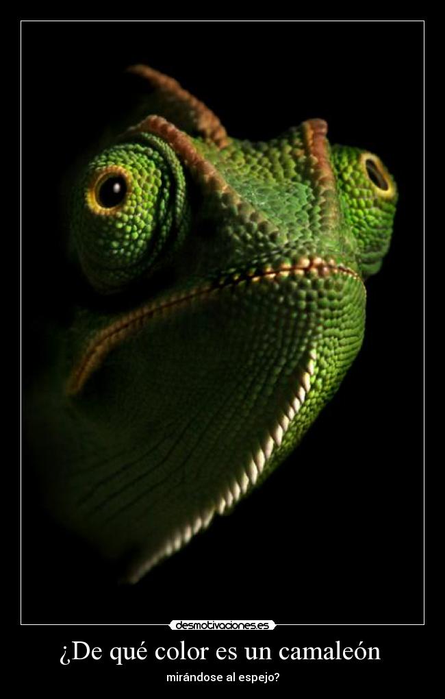¿De qué color es un camaleón -