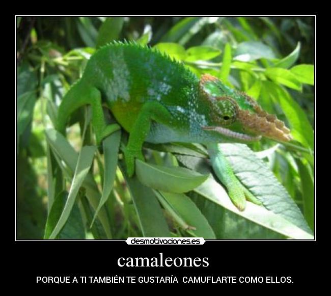 camaleones -