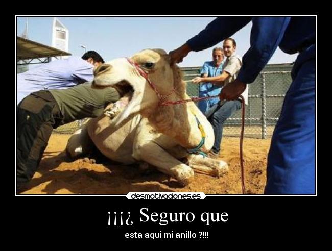 ¡¡¡¿ Seguro que - esta aqui mi anillo ?!!!