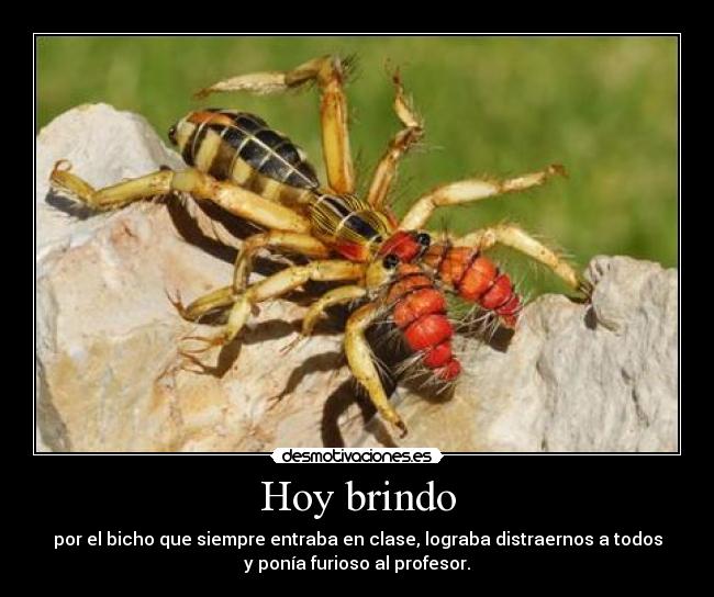 Hoy brindo - 