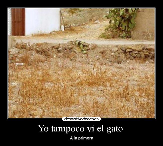 Yo tampoco vi el gato  - A la primera