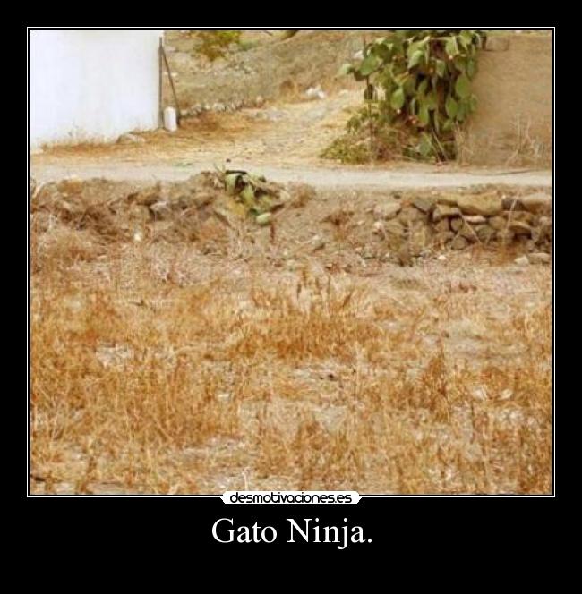 Gato Ninja. -