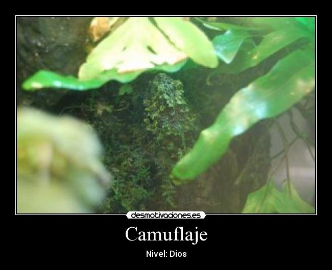 Camuflaje - Nivel: Dios