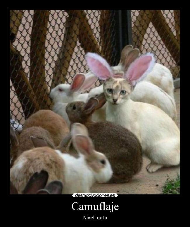 Camuflaje - Nivel: gato