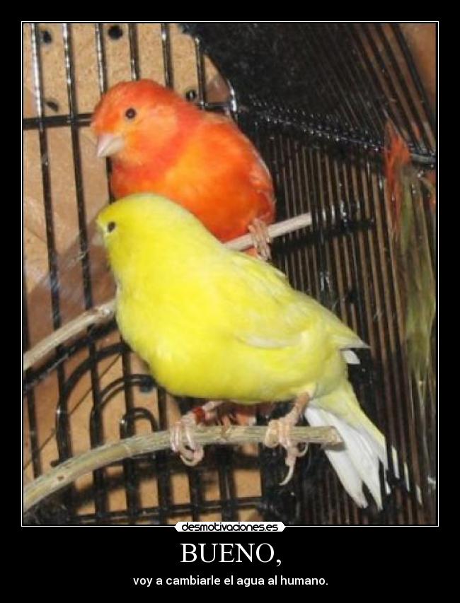 BUENO, - voy a cambiarle el agua al humano.