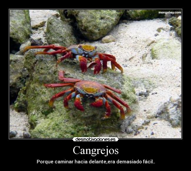 carteles cangrejos desmotivaciones