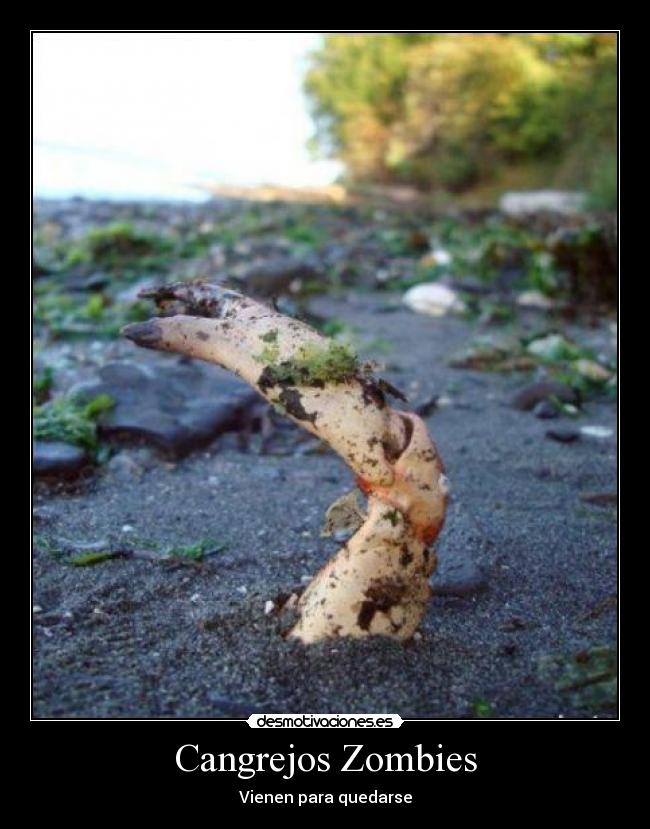 Cangrejos Zombies - Vienen para quedarse