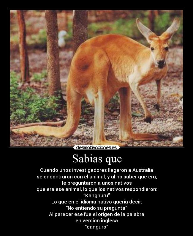Sabias que - Cuando unos investigadores llegaron a Australia
se encontraron con el animal, y al no saber que era,
le preguntaron a unos nativos
que era ese animal, lo que los nativos respondieron:
”Kanghuru”
Lo que en el idioma nativo queria decir:
”No entiendo su pregunta”
Al parecer ese fue el origen de la palabra
en version inglesa
”canguro”