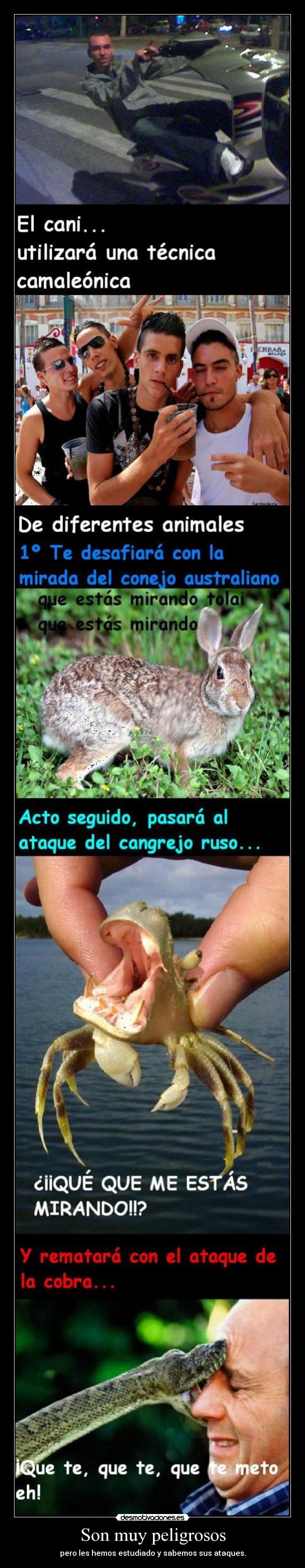 Son muy peligrosos -