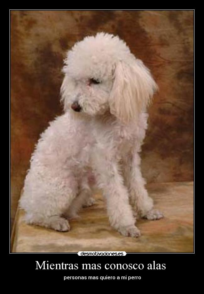 Mientras mas conosco alas - personas mas quiero a mi perro