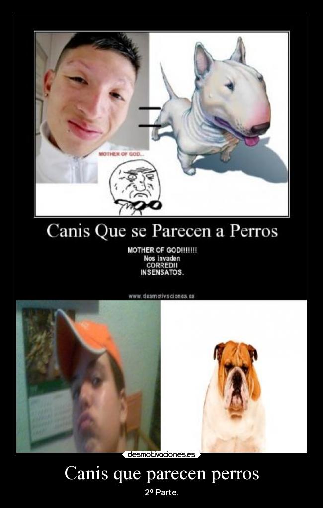 Canis que parecen perros - 
