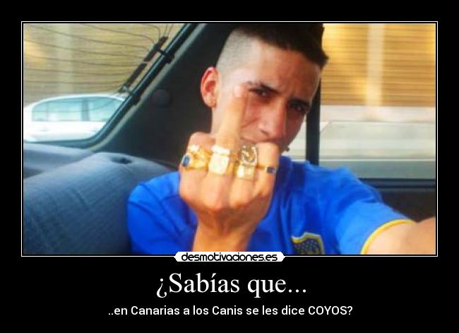 ¿Sabías que... - ..en Canarias a los Canis se les dice COYOS?