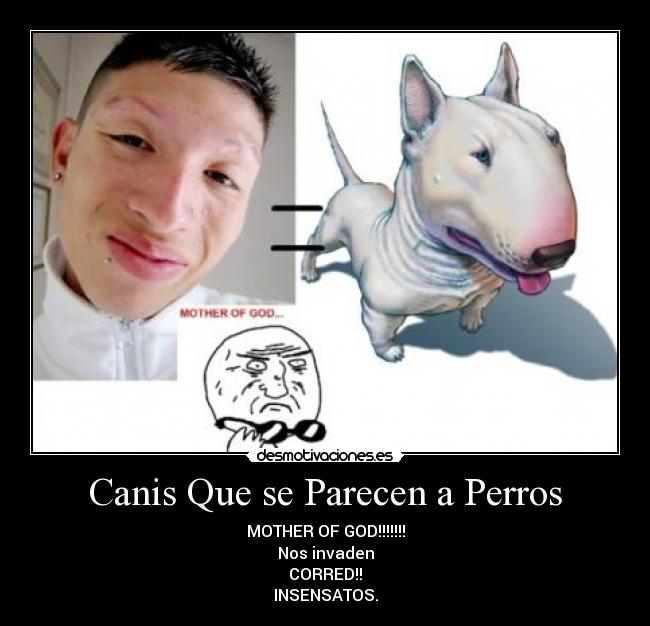 Canis Que se Parecen a Perros -