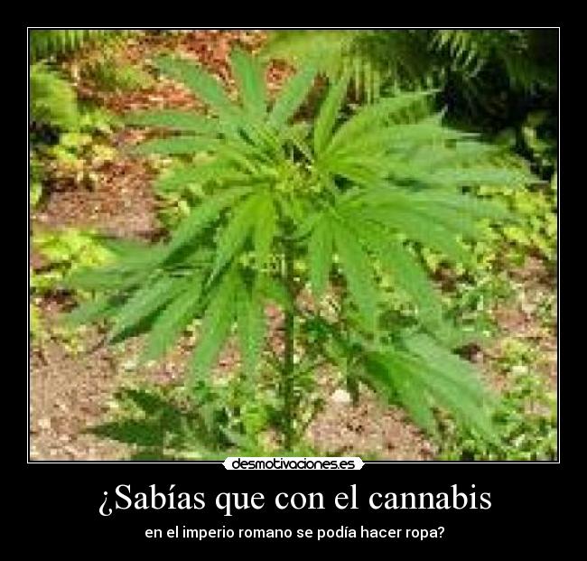 ¿Sabías que con el cannabis - en el imperio romano se podía hacer ropa?