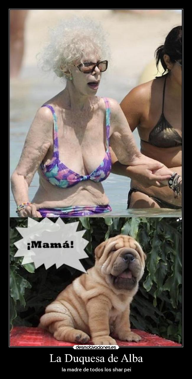 La Duquesa de Alba - la madre de todos los shar pei