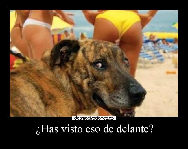 ¿Has visto eso de delante? - 
