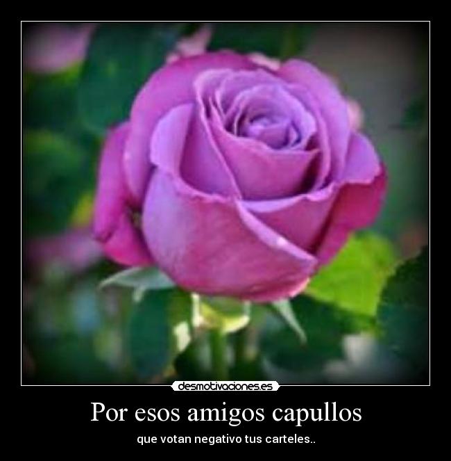 Por esos amigos capullos - 