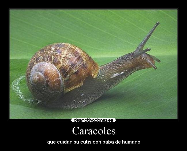 Caracoles -
