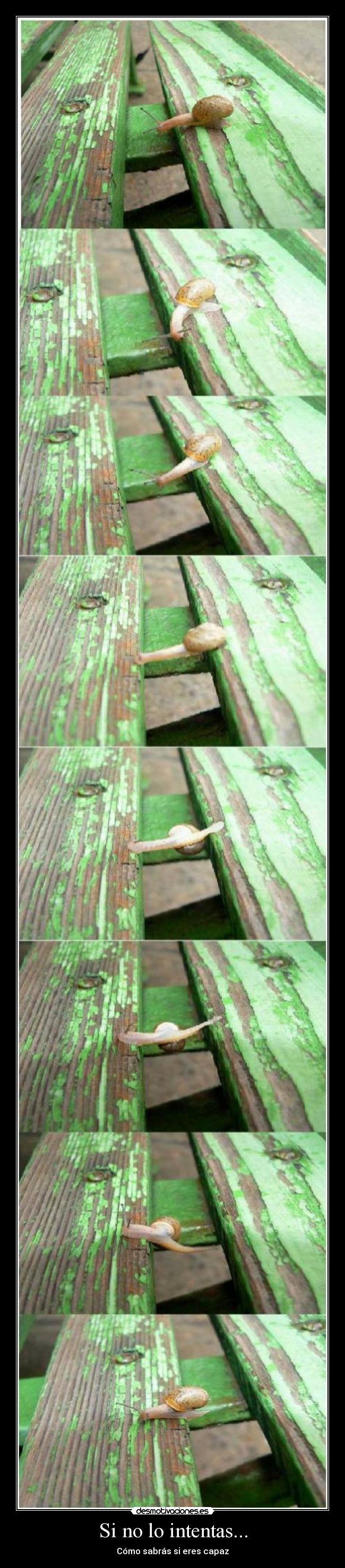 Si no lo intentas... - 