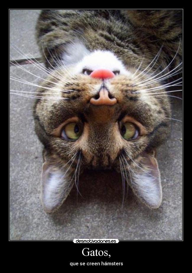 Gatos, - que se creen hámsters