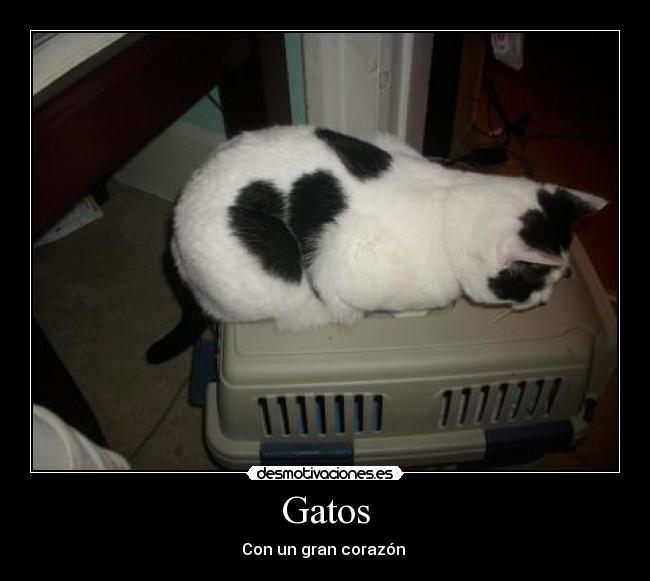 carteles gatos gatos desmotivaciones