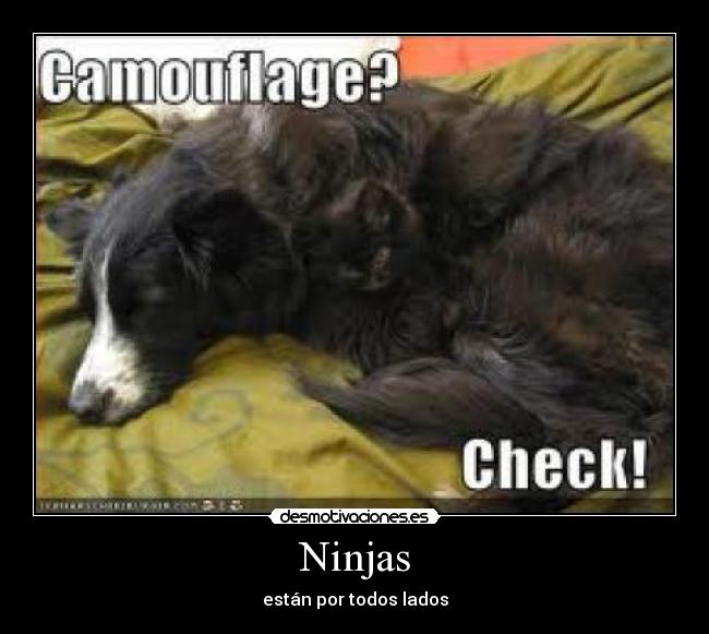 Ninjas - 