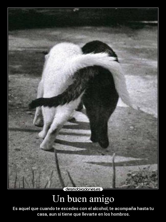 Un buen amigo - Es aquel que cuando te excedes con el alcohol, te acompaña hasta tu
casa, aun si tiene que llevarte en los hombros.