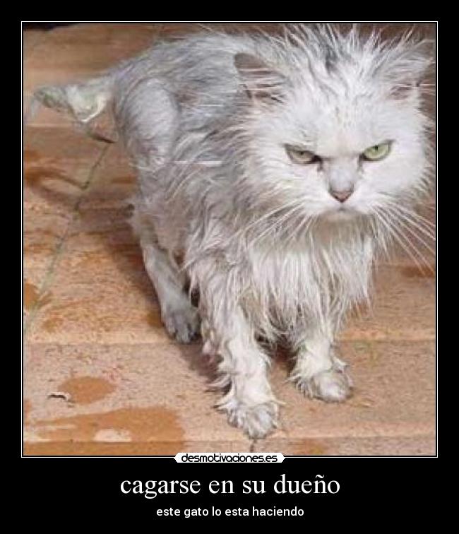 carteles gato desmotivaciones