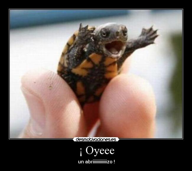 ¡ Oyeee - un abriiiiiiiiiiiizo !