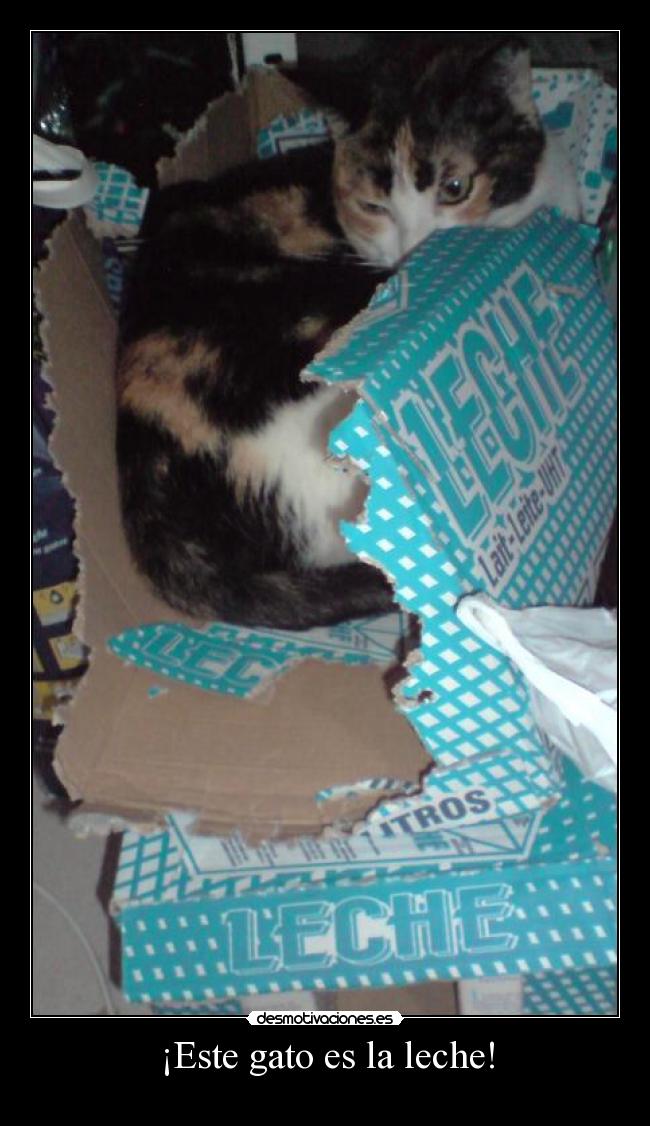 ¡Este gato es la leche! - 