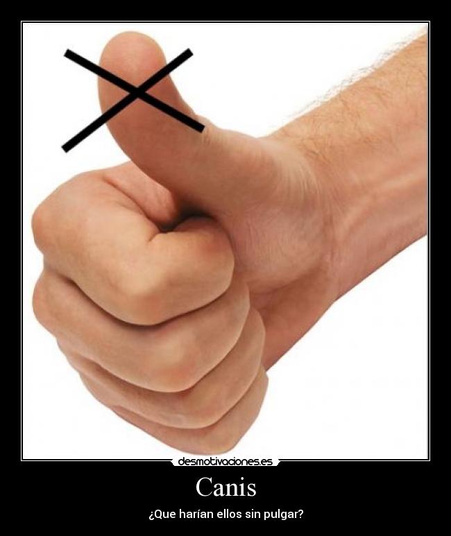 Canis - ¿Que harían ellos sin pulgar?