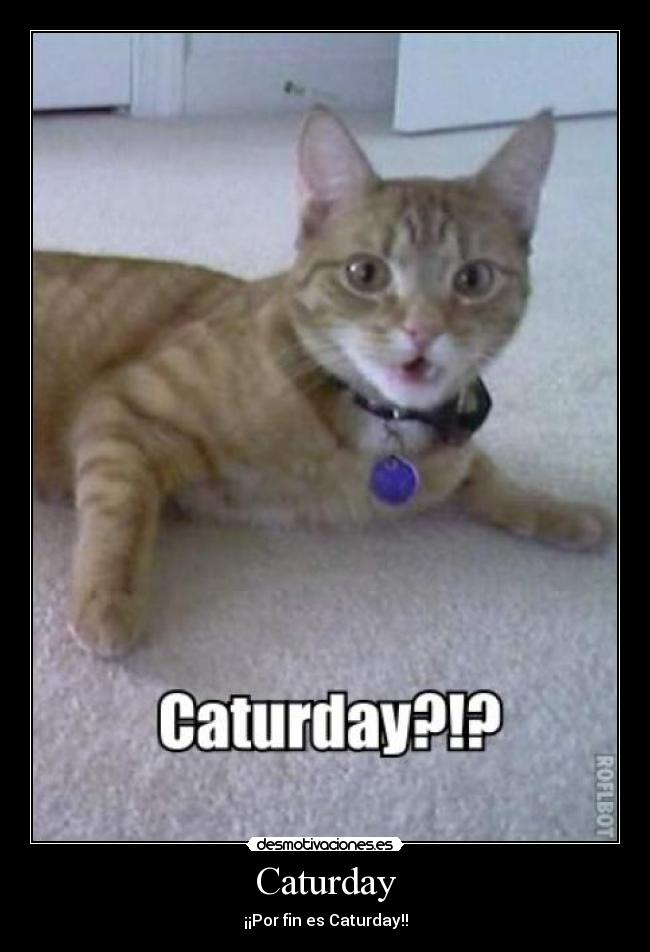 Caturday - ¡¡Por fin es Caturday!!
