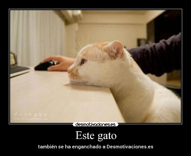 Este gato - también se ha enganchado a Desmotivaciones.es