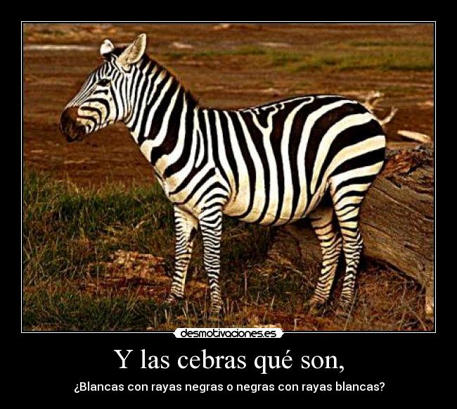 Y las cebras qué son, - ¿Blancas con rayas negras o negras con rayas blancas?