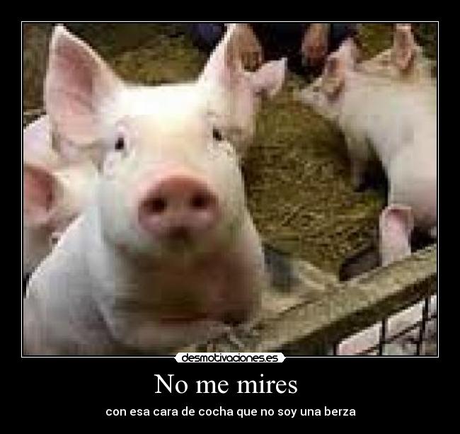 No me mires - con esa cara de cocha que no soy una berza