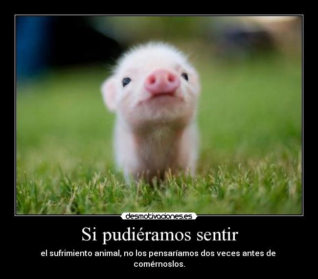 Si pudiéramos sentir - 