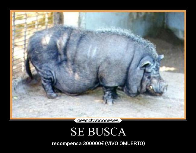 SE BUSCA -