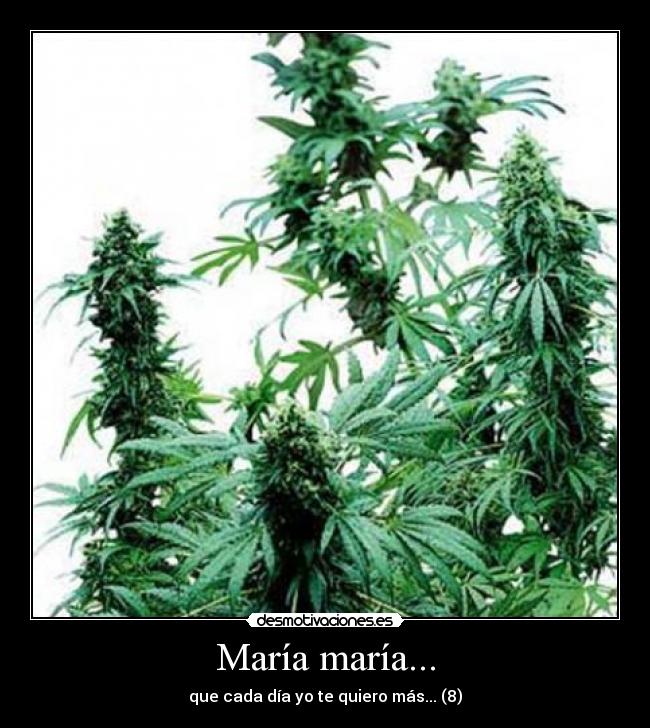 María maría... - 