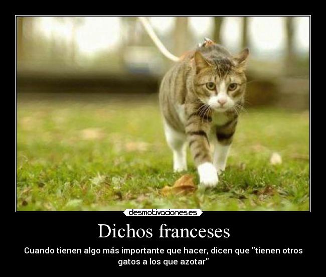 Dichos franceses - Cuando tienen algo más importante que hacer, dicen que tienen otros
gatos a los que azotar