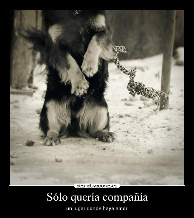 Sólo quería compañía -