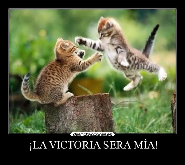 carteles gato pelea victoria mia salto feliz desmotivaciones