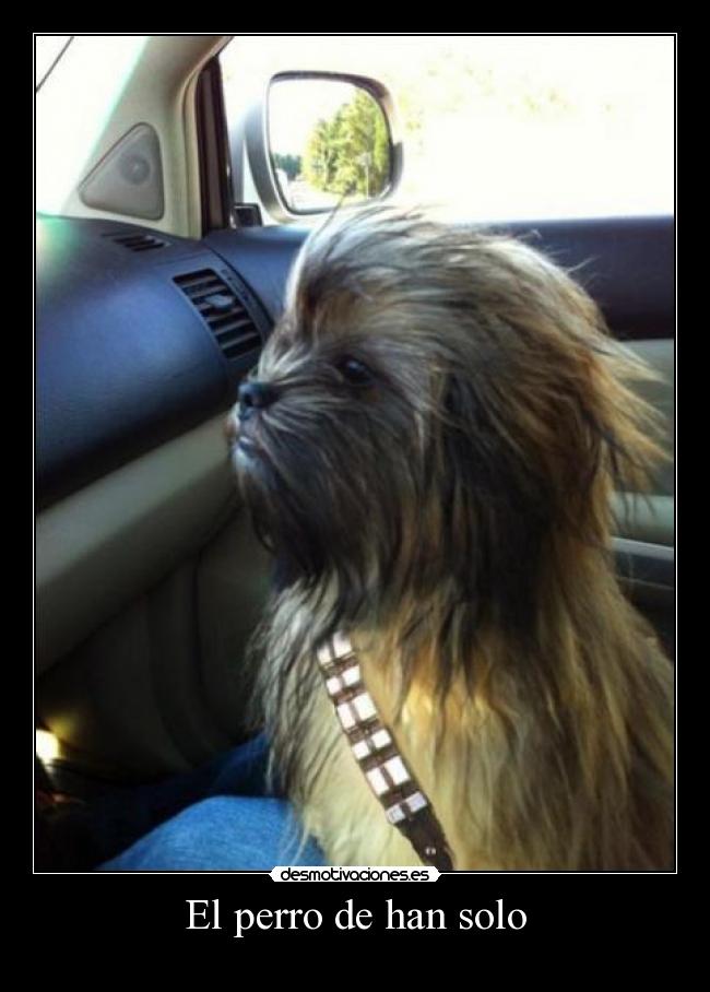 El perro de han solo -