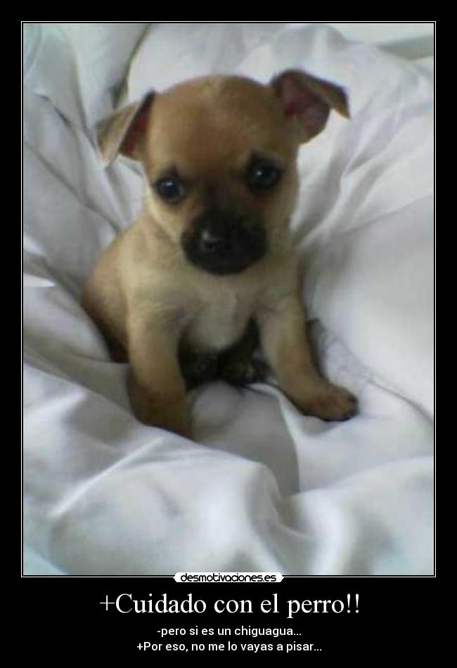 +Cuidado con el perro!! -