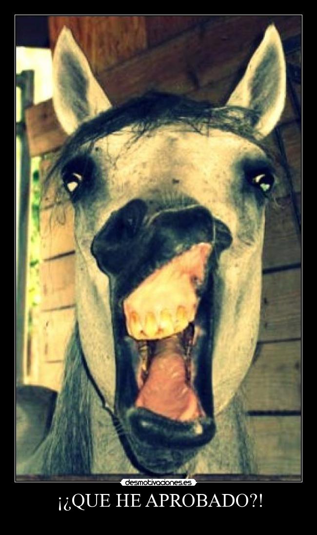 ¡¿QUE HE APROBADO?! -