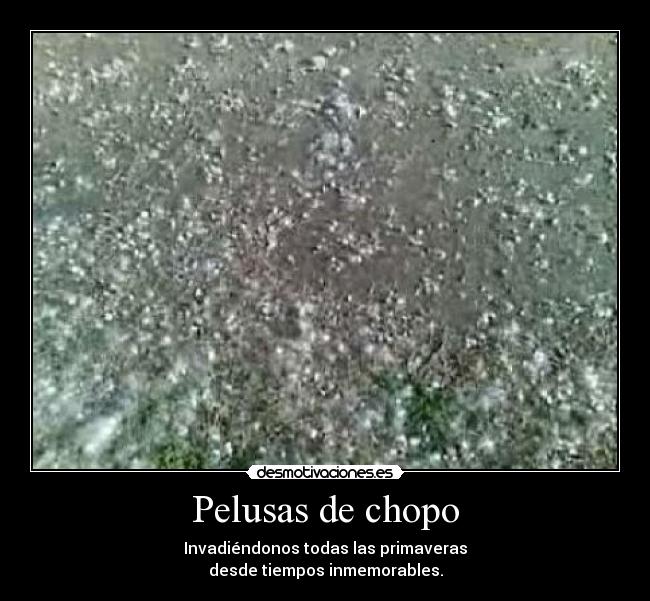 Pelusas de chopo -
