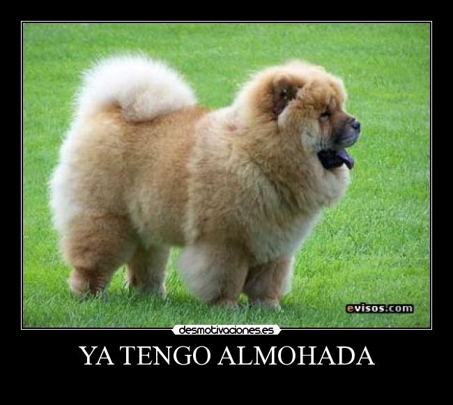 carteles chow chow desmotivaciones