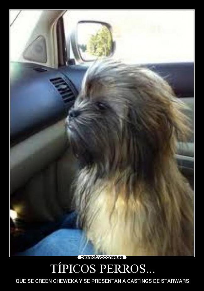 TÍPICOS PERROS... - QUE SE CREEN CHEWEKA Y SE PRESENTAN A CASTINGS DE STARWARS