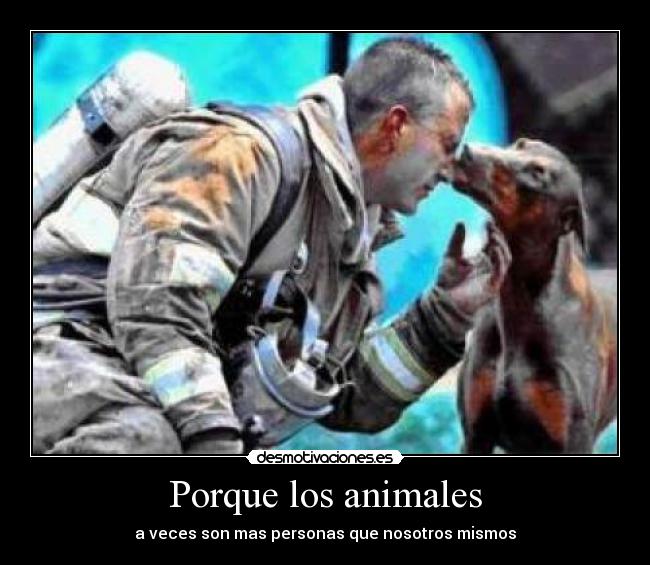 carteles animales animales personas bombero desmotivaciones